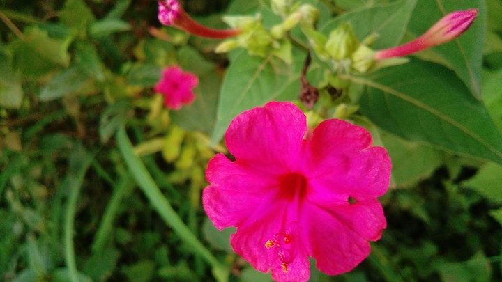 Flower