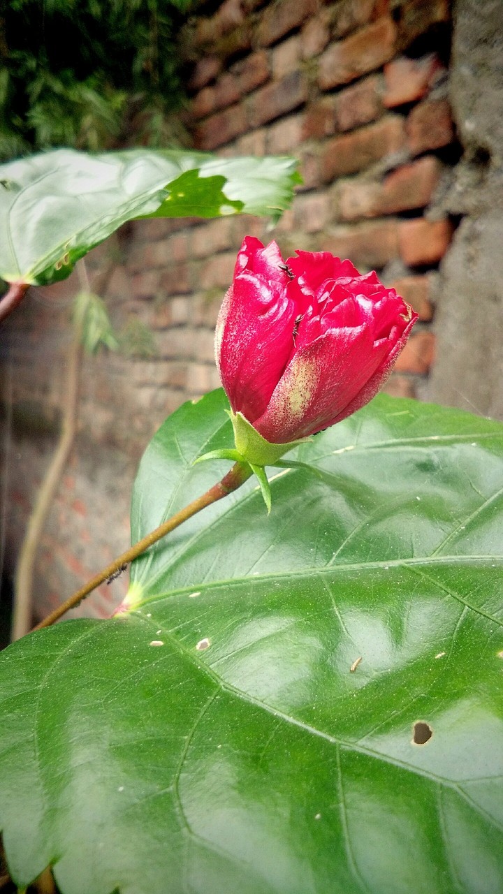 flower