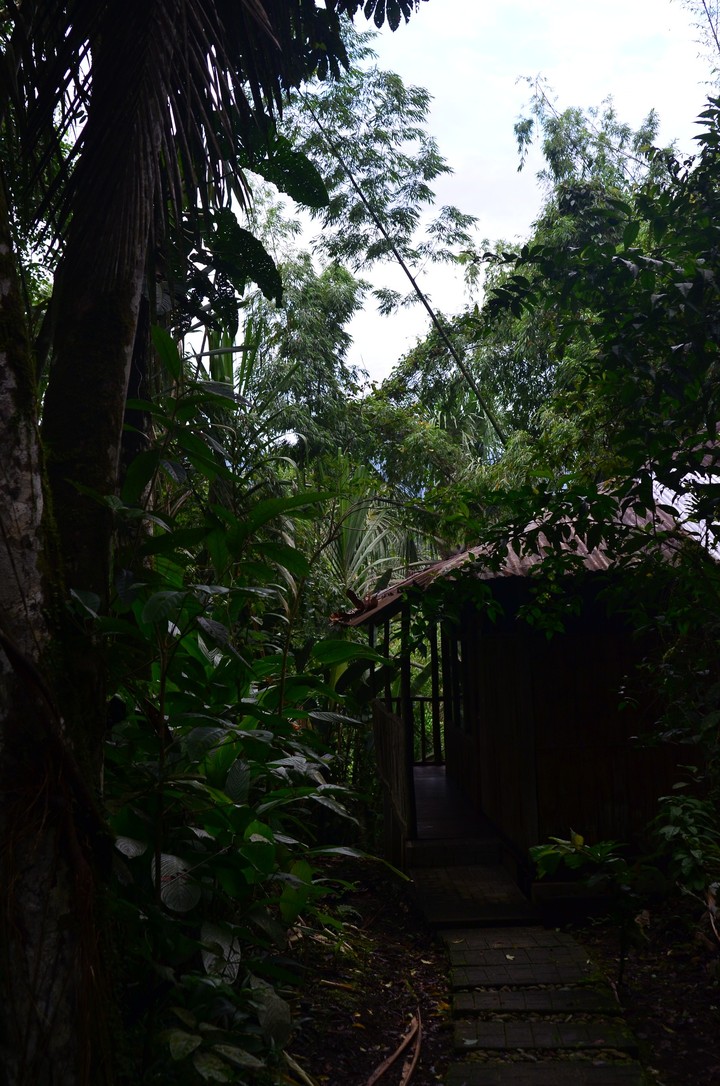 jungle 4