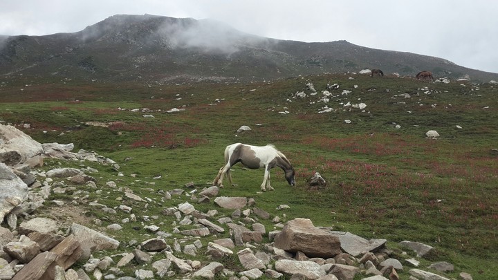 Beautiful horse & An Awesome place