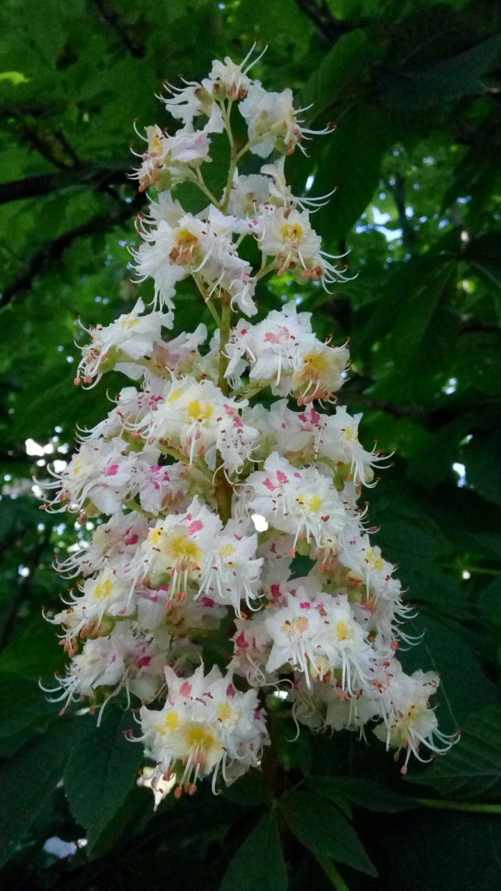 Chestnut Blossoms
