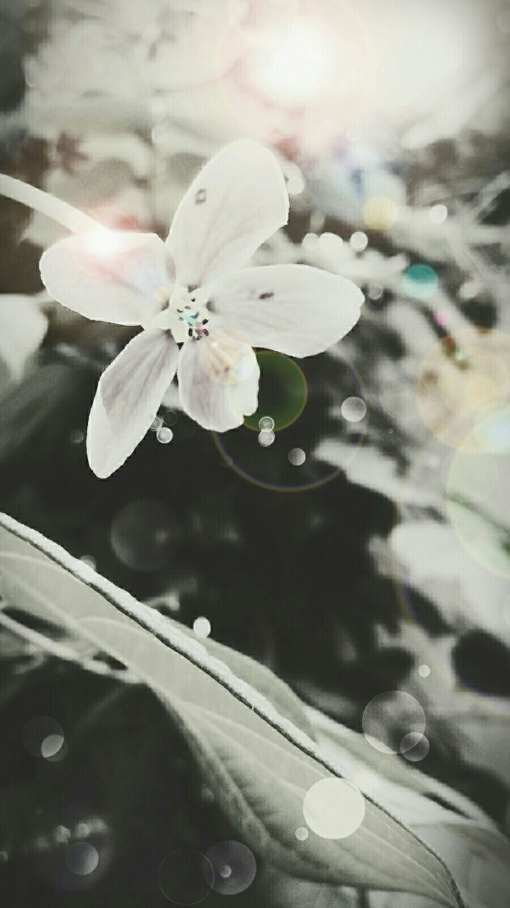 flowers