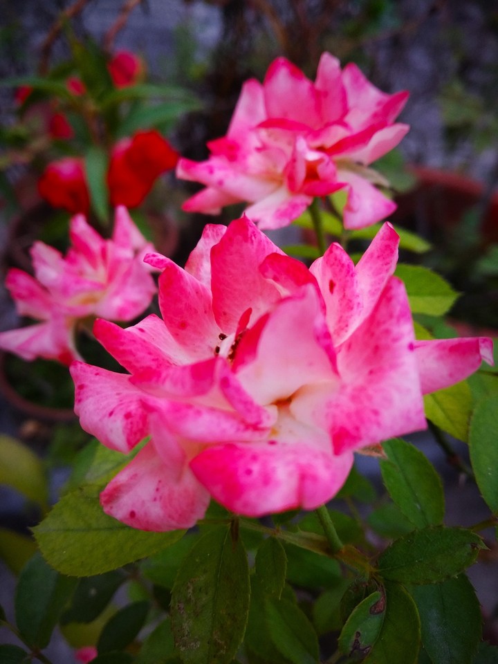 beautiful roses