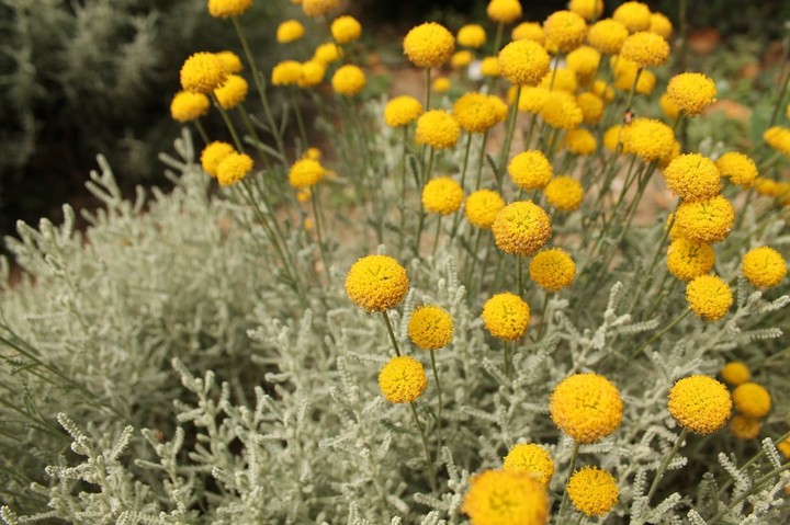 yellow flovers