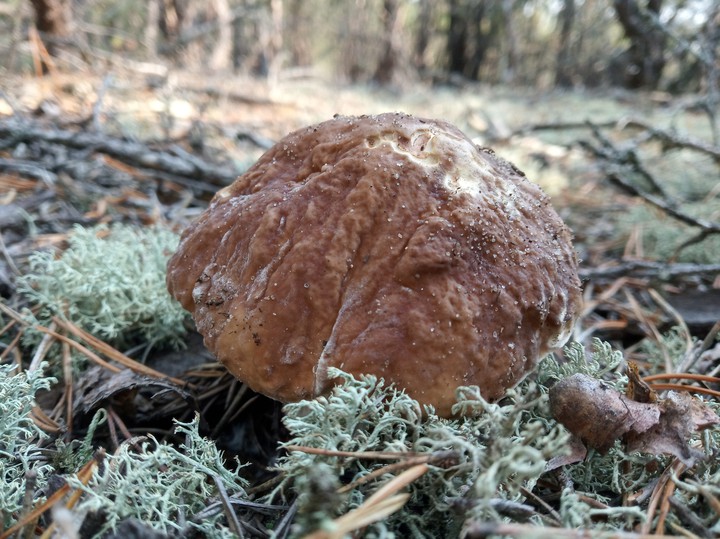 mushroom