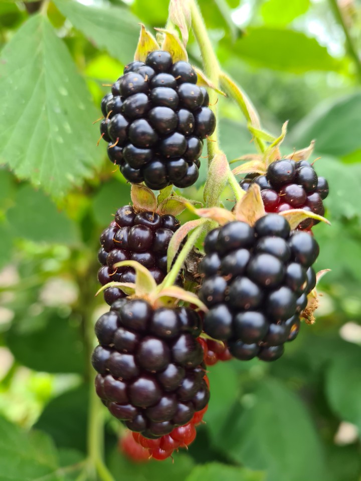 Brombeere