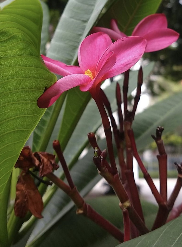 papéis de parede flower, plant