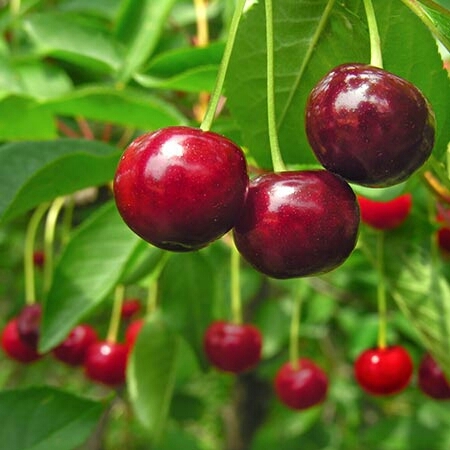 cherry