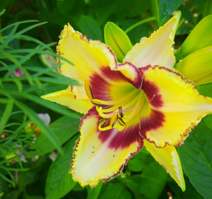 lily