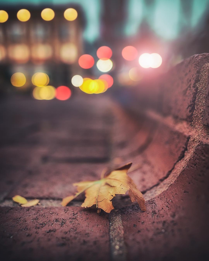 Leaf