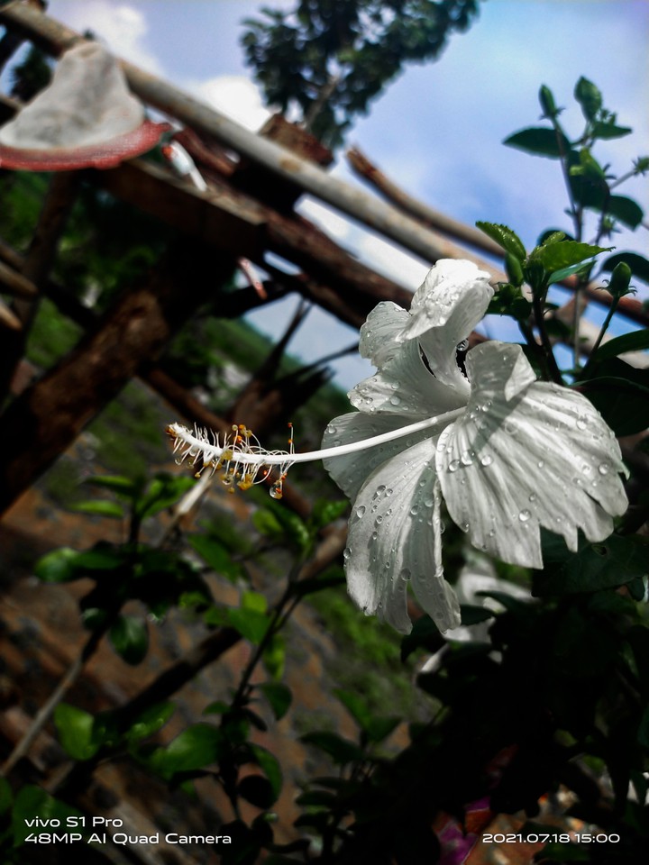 mobile photography