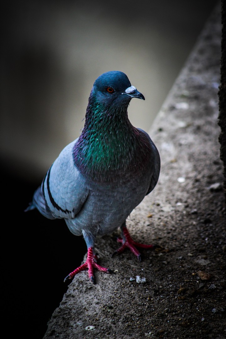 Simar photography