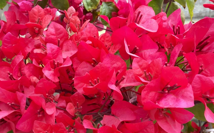 Bougainvillea Pink