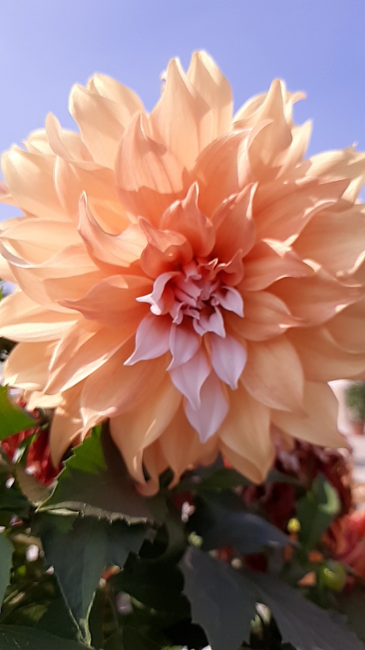 My Garden Flower