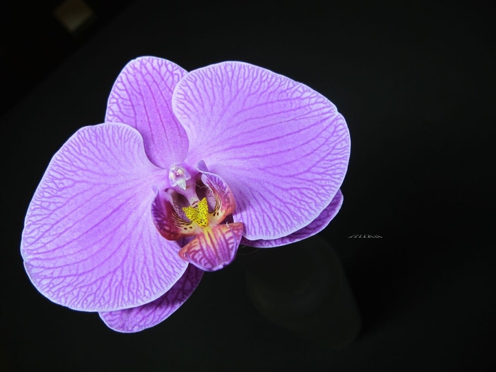Phalaenopsis  蝴蝶蘭 好像蝴蝶般的蘭花~
