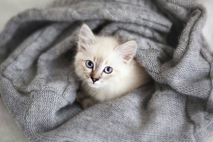 Cats