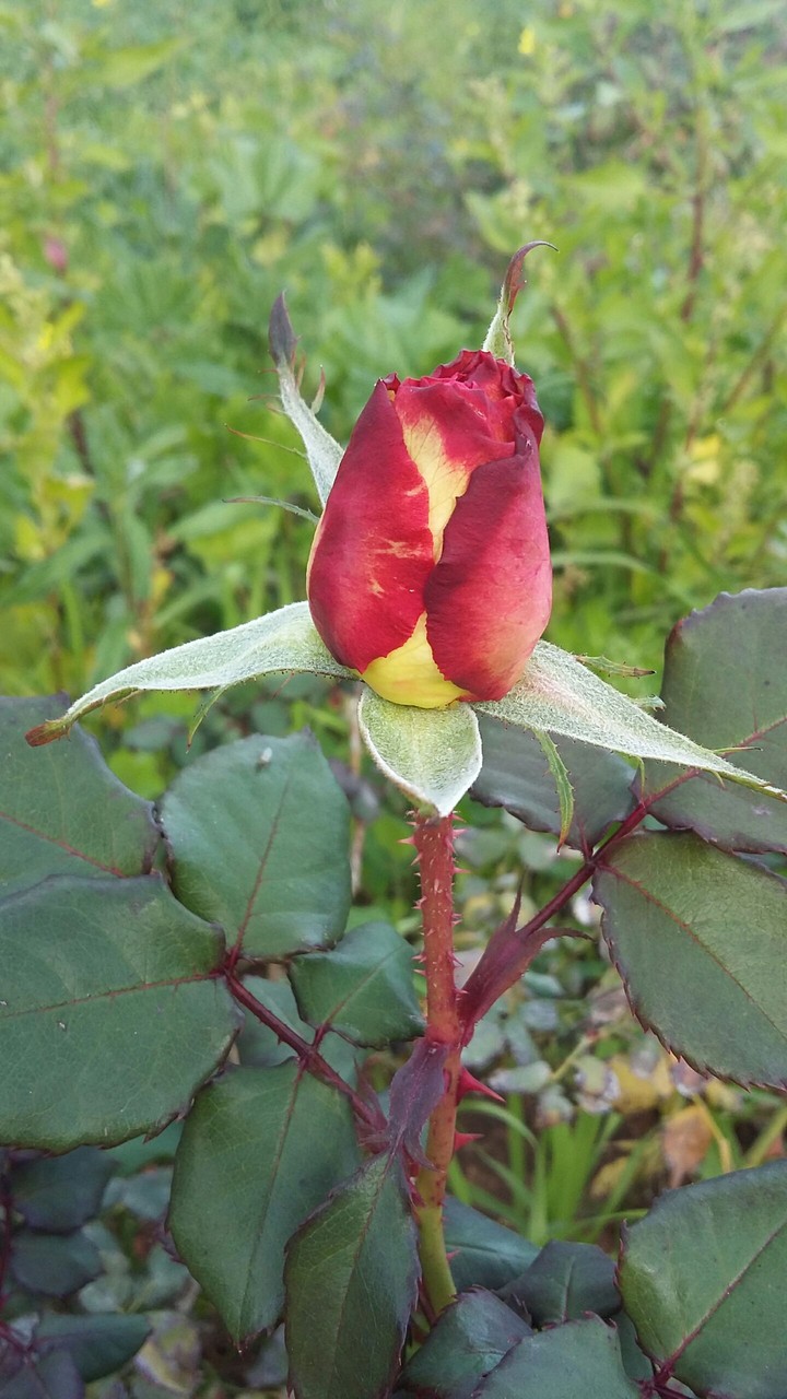 rose