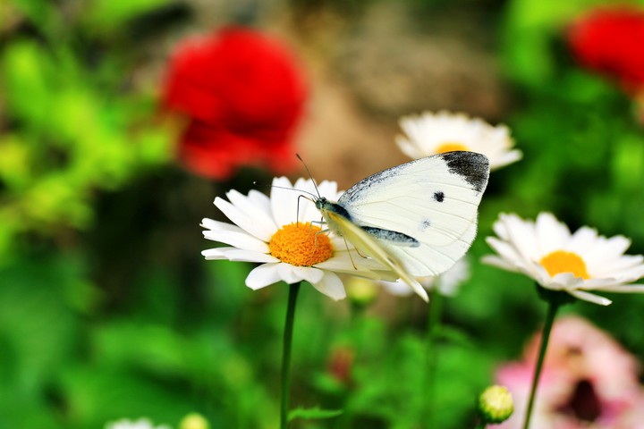 Spring