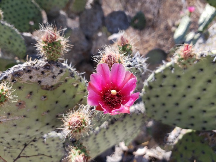 Cactus flor