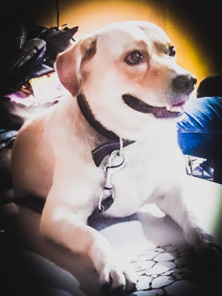 dog
