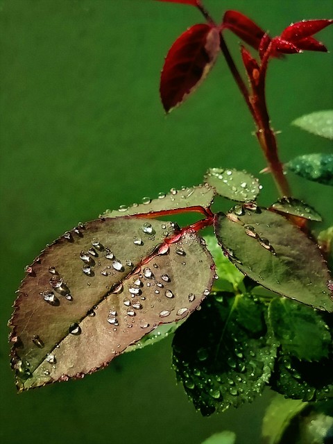 leaf