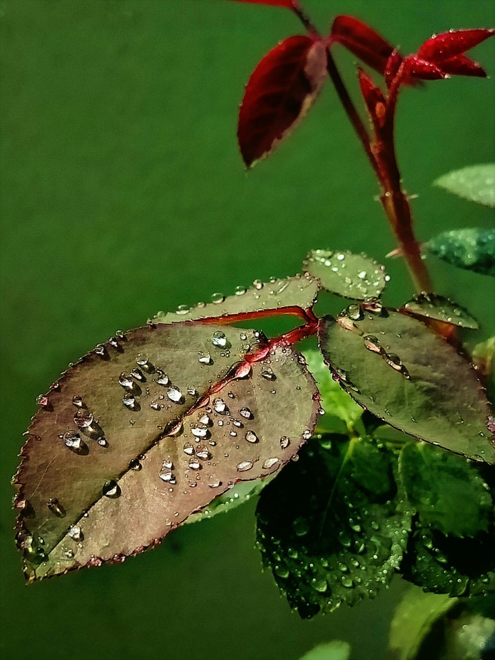 leaf