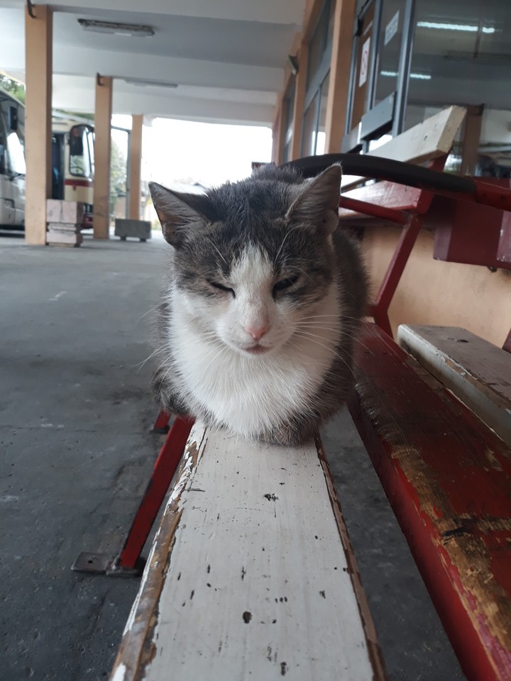 Grumpy cat