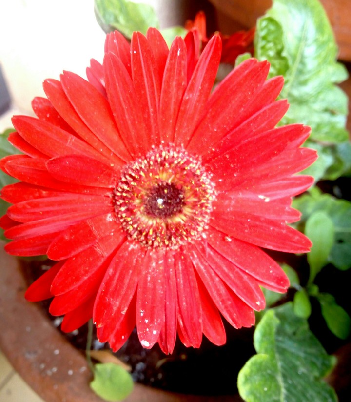 rosso