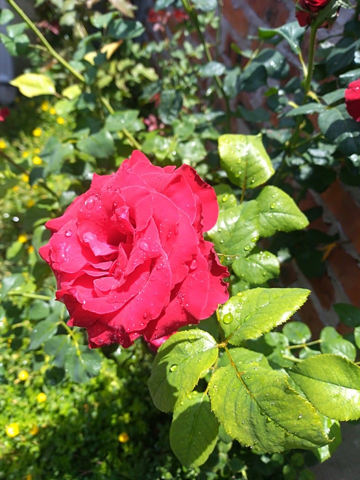 flower