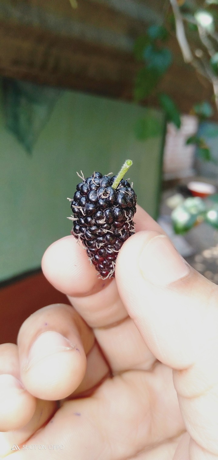 mulberry