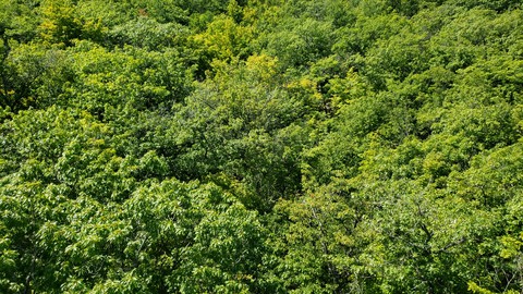 Treetops"