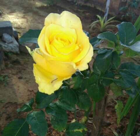 Yellow rose