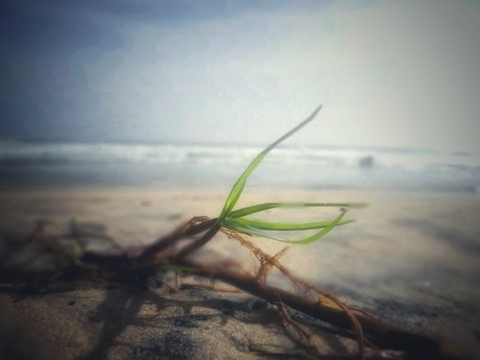 Beach grass