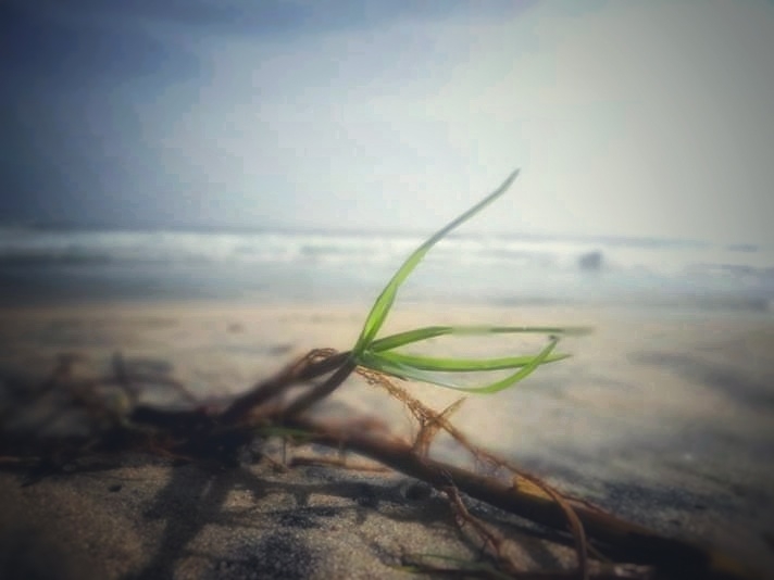 Beach grass