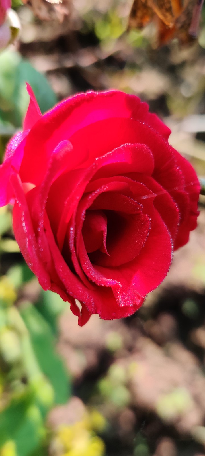 Red beauty, Rose, nature