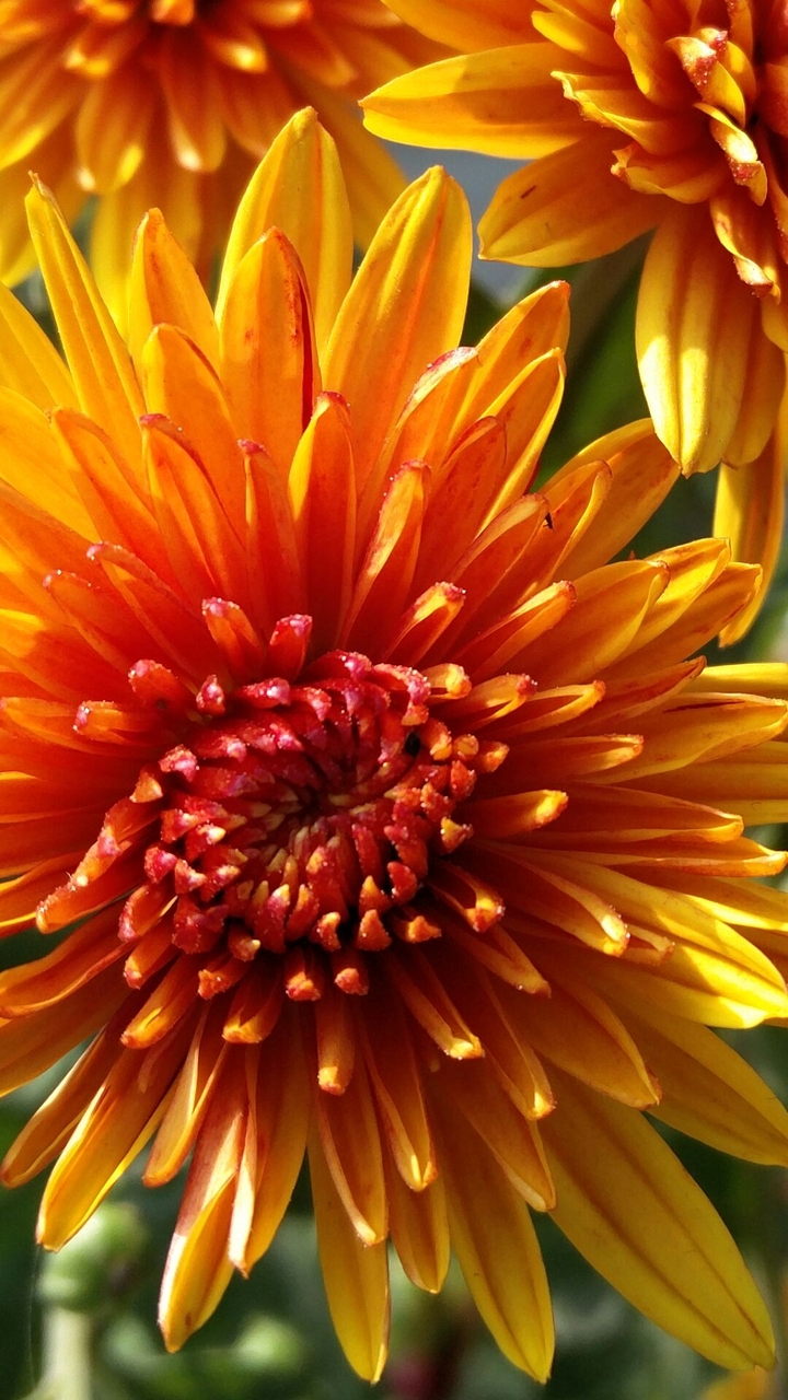 Winter Flower
