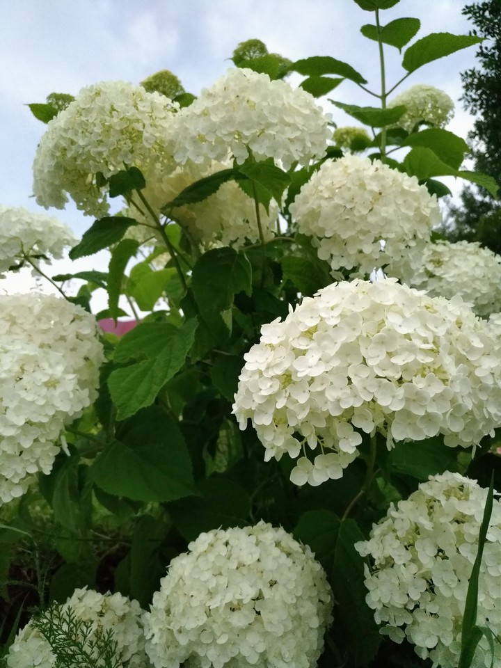 Hydrangea