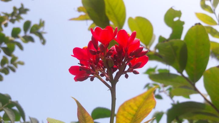 red flower