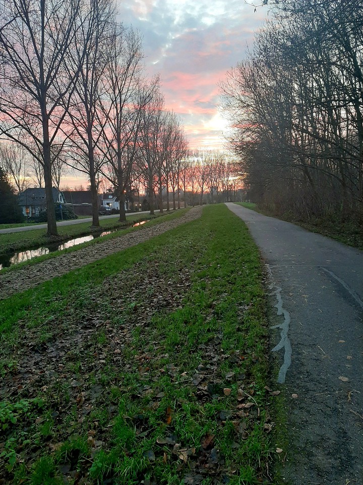 trees