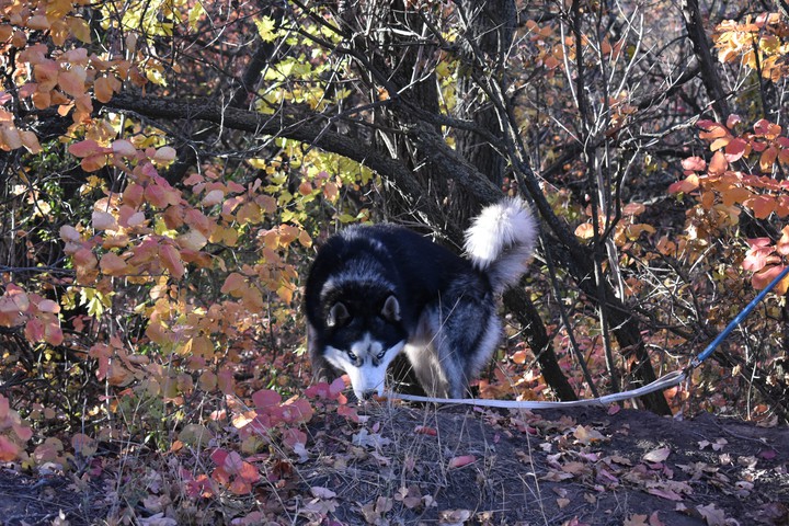 Siberian husky