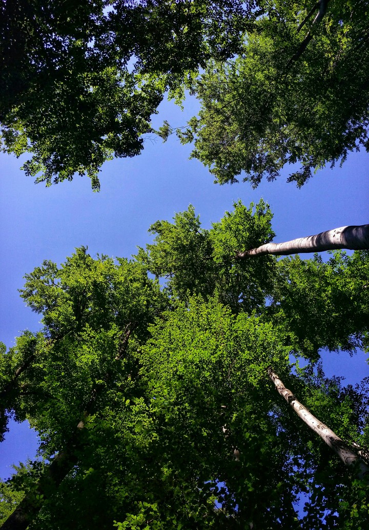 Look up