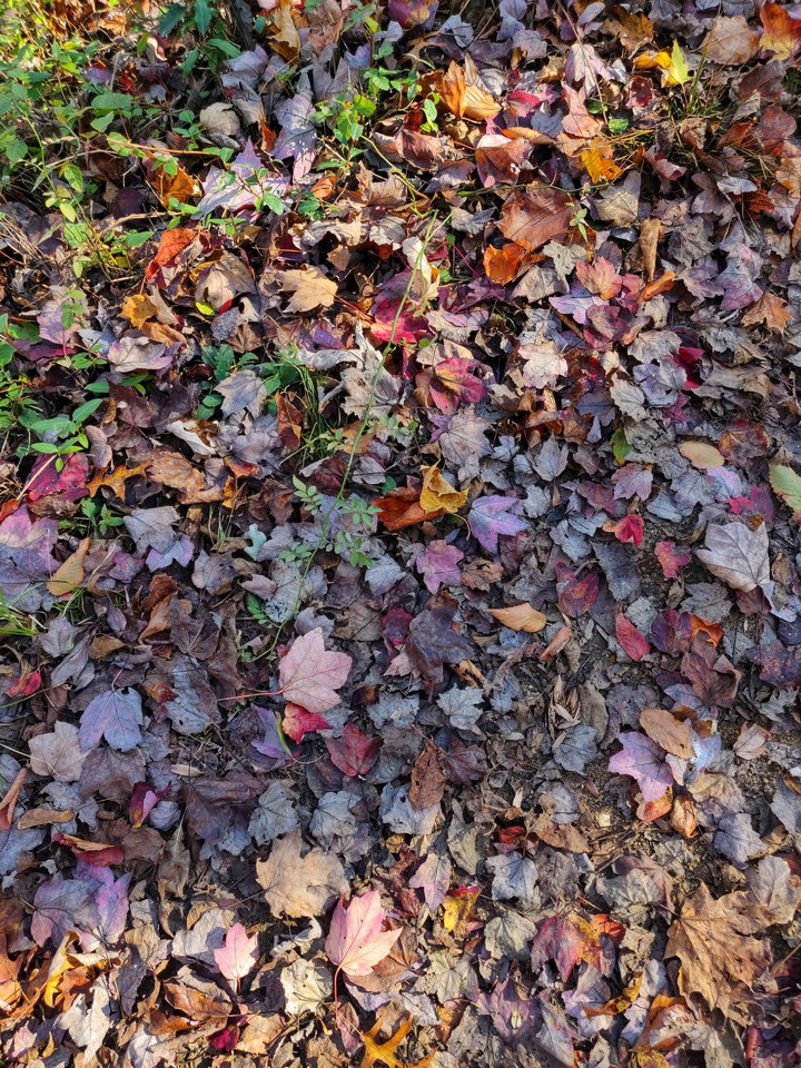 leaves