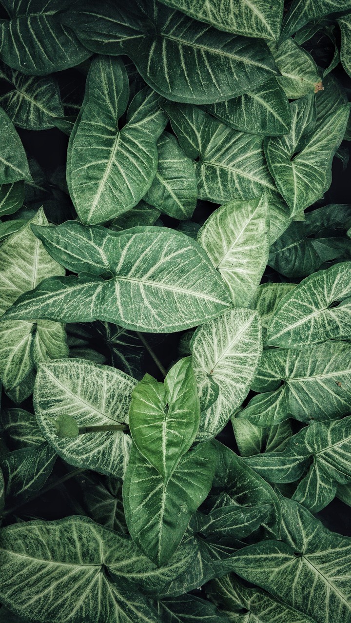 Greenery