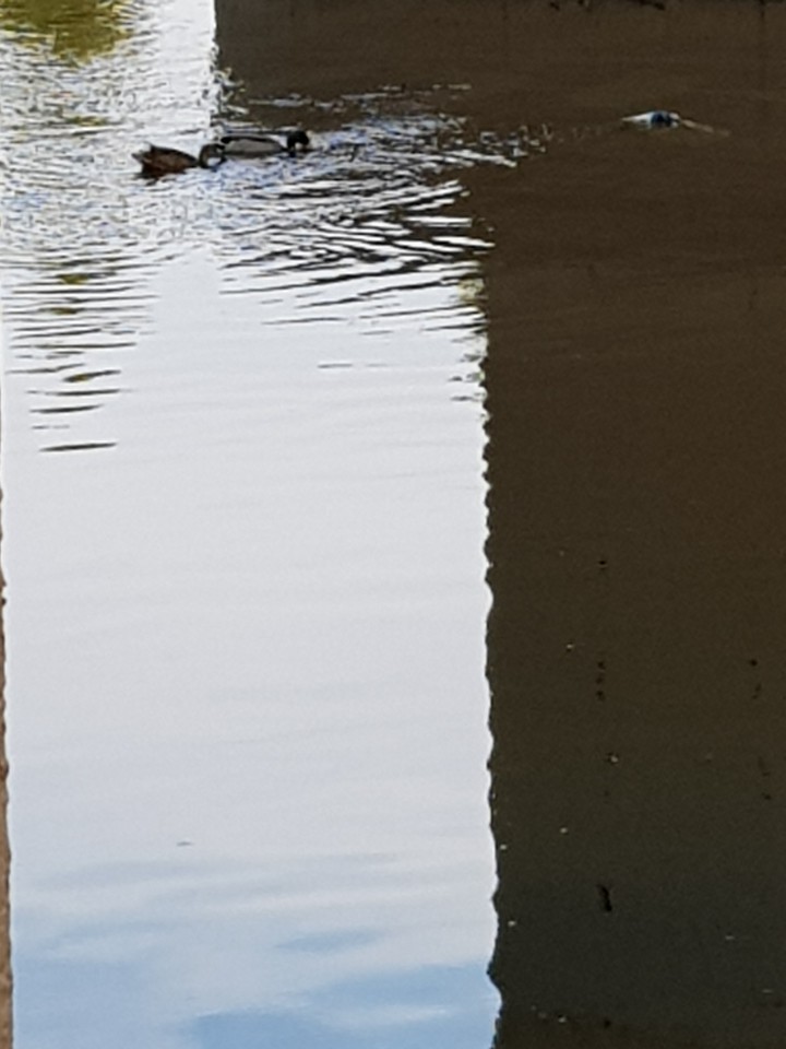 Duckling