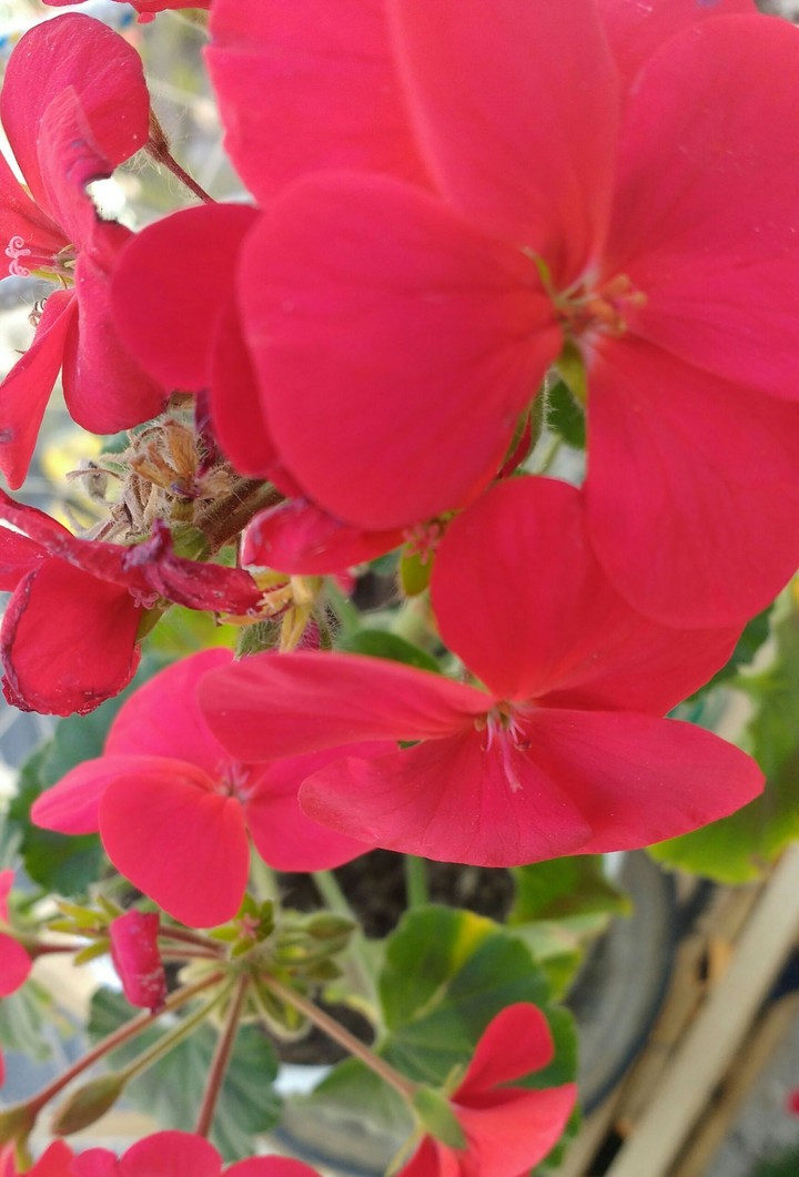flower ;)