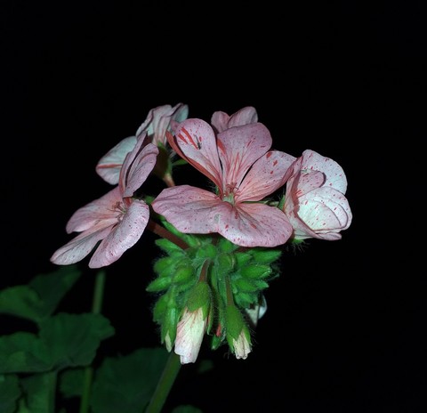geranium