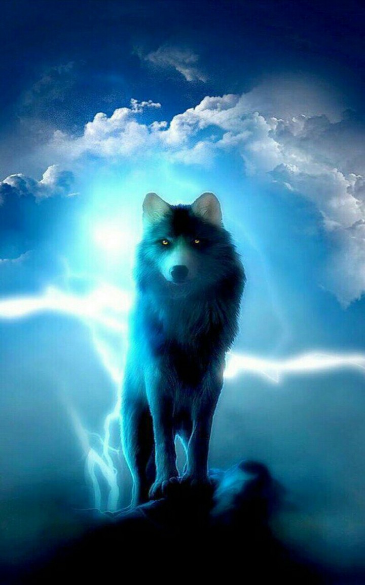 wolf