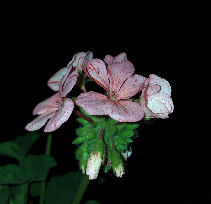 geranium