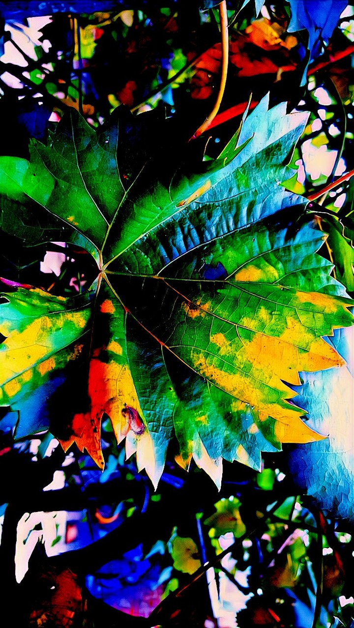 abstract grape