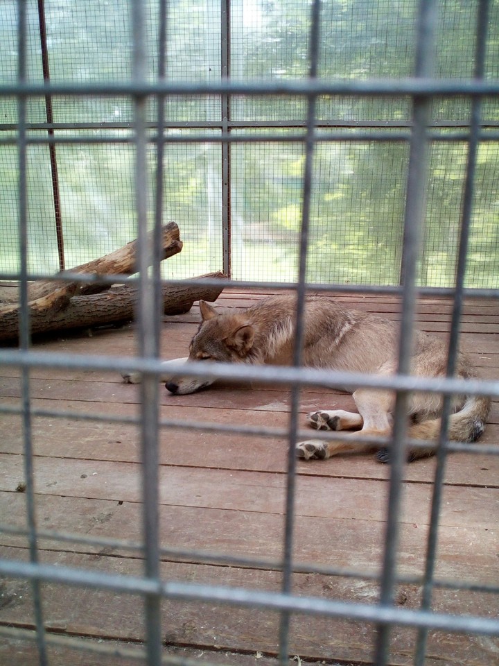 zoo